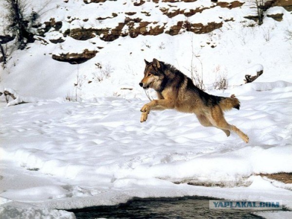 Волки в жизни (11 фото)