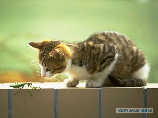 Котовторник (16.09.08)