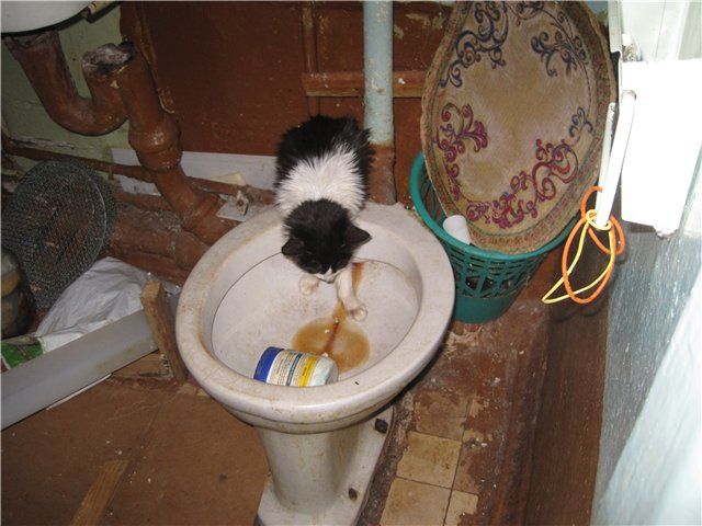 Коты в запертой квартире