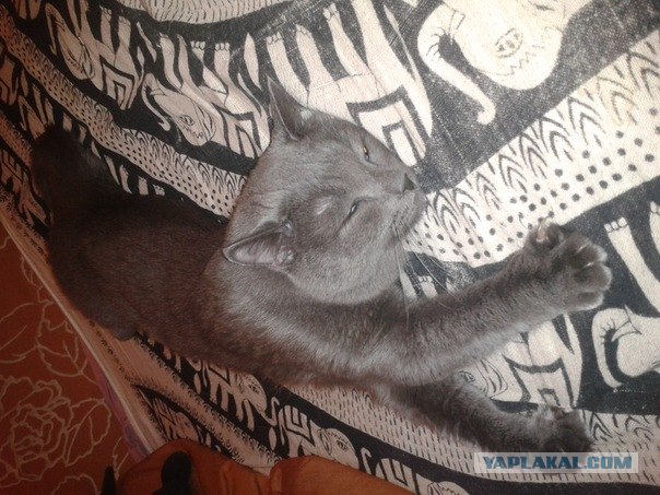 Котовторник! 11.10.11
