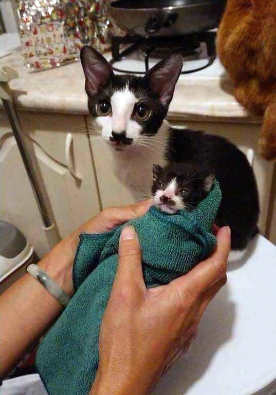 Прикольных котов пост