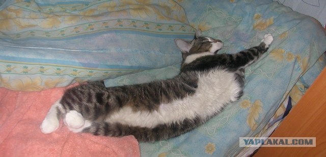 Котовторник!