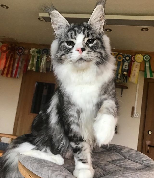 Прикольных котов пост