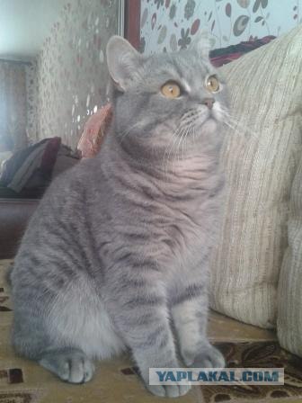Котовторник  от 3.04.2012