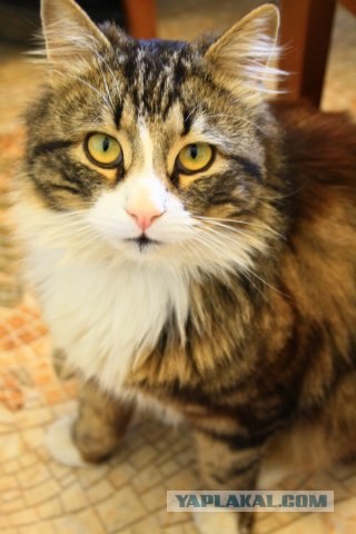 Котовторник 24.04.2012