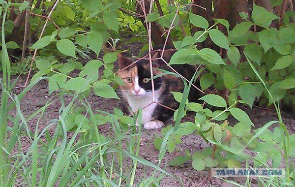 Котовторник 29.05.2012