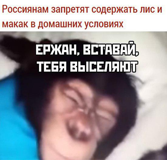 Россиянам запретят содержать лис и макак в домашних условиях