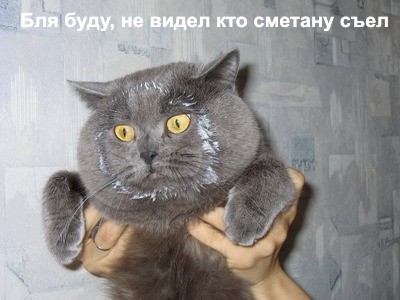 8 основных законов котиков