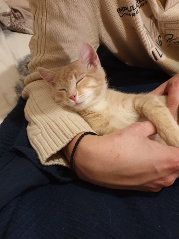 Что значит поза, в которой спит твоя кошка