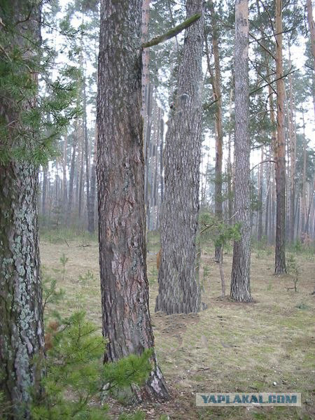Фотожаба: Охотник и его верный пес