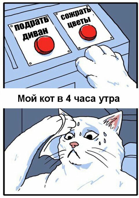 С котопятницей! Улыбнемся?