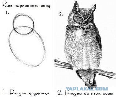 Фотожаба:Нельзя просто так взять и нарисовать СОВУ