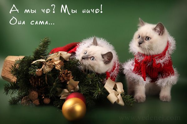 C Новым 2011 Годом!