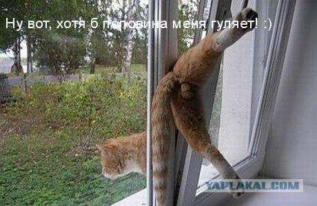 Олимпиада. Выступление гимнаста. Перекладина.