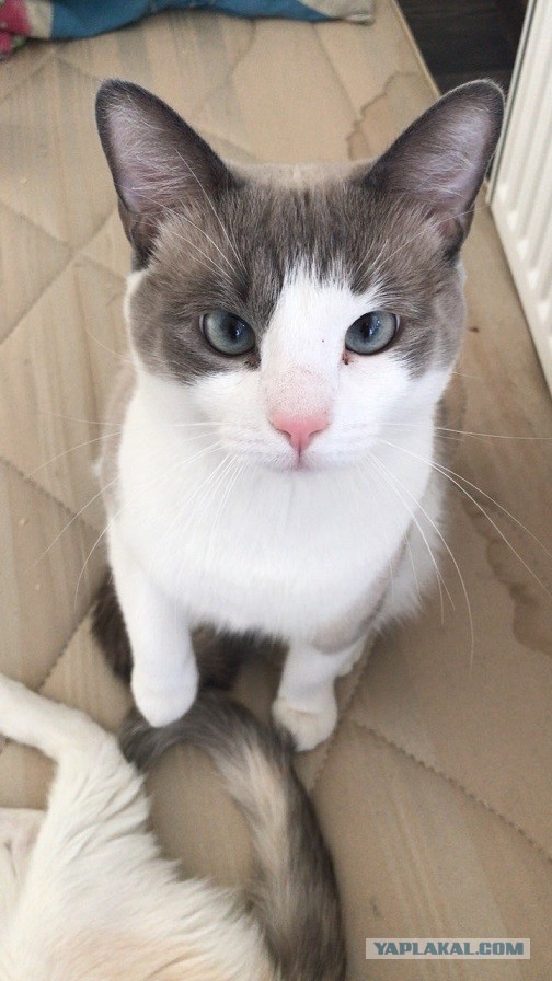 Без кота жизнь не та