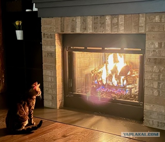 Реально ШЕРСТЯНОЙ котовторник!