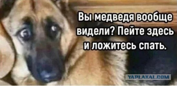 Медведь напал на двух вахтовиков