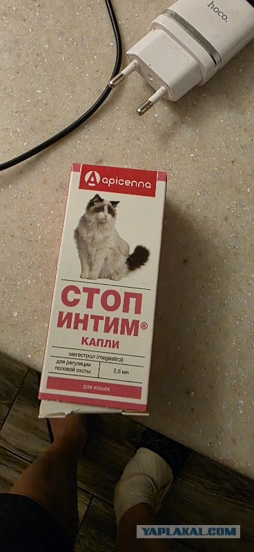 Вычесываем Британку
