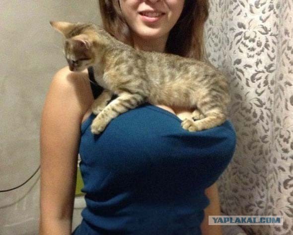 Подарок другу на ДР. Переносилка для котов