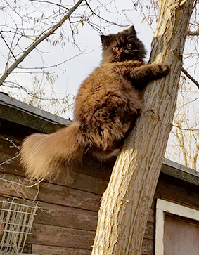 Коты с широкой костью