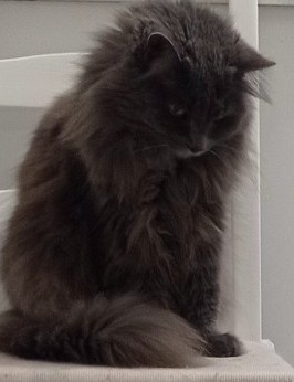 Жрац? Я первая! К котовторнику.