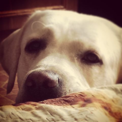 Золотые собаки