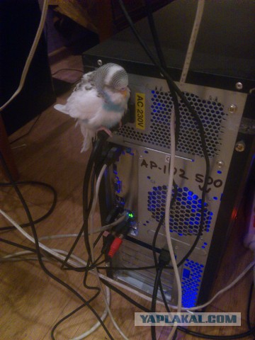 Как я попуганов размножала