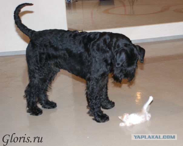 Котовторник 04.03.2014