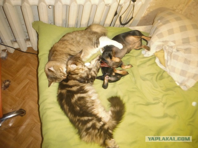 Котовторник 04.03.2014