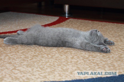 Домик для кота
