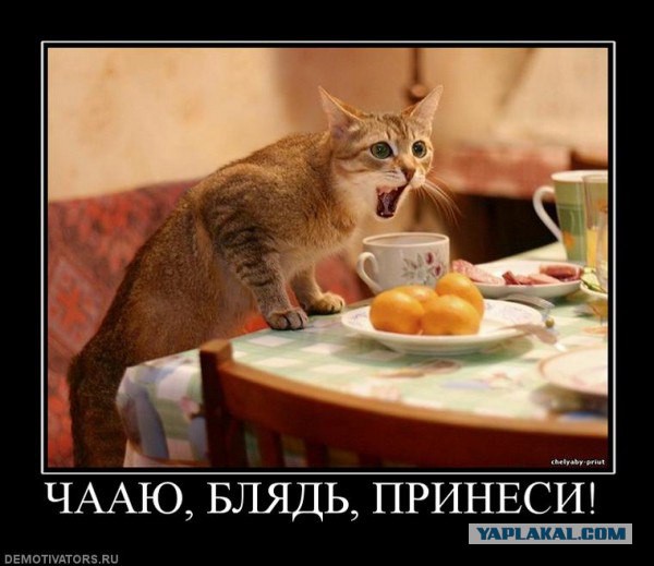 Кузя кушает пюре.))