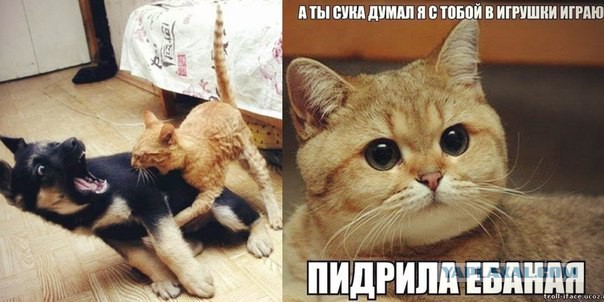 Мем с котом блять