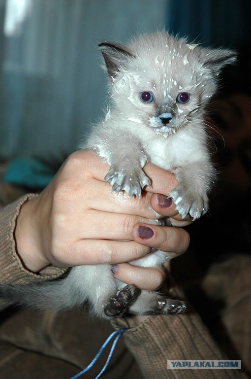 Тайские кошки