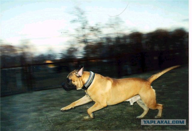 Все собаки попадают в рай!