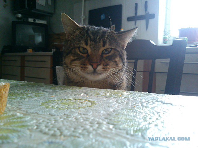 Котовторник  08.07.2014