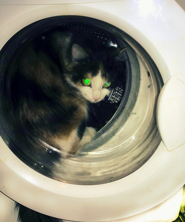 Котовторник 21.10.2014