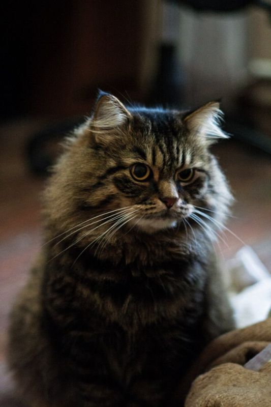 Котовторник 9.12.2014