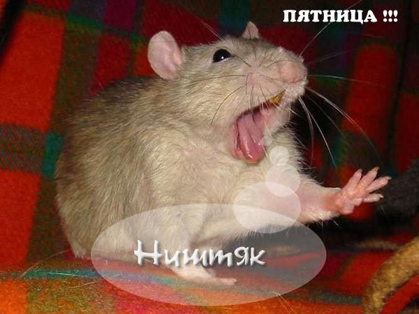 Забавные картинки на Пятницу
