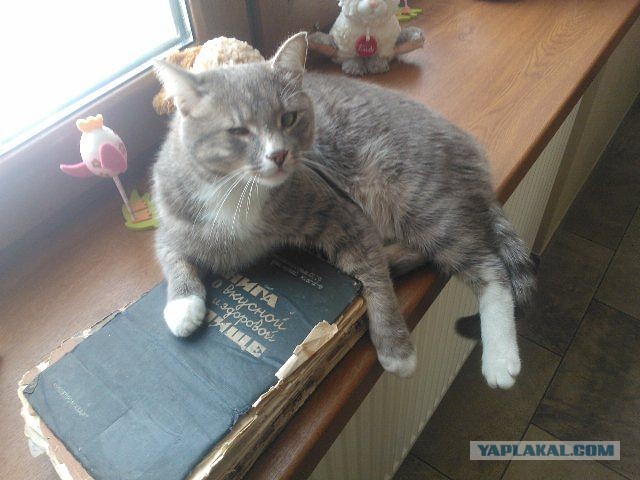 Котовторник 12.03.13