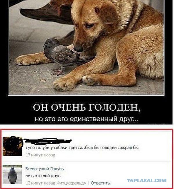 Комментарии из соц. сетей