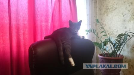 Котовторник 28.07.2015