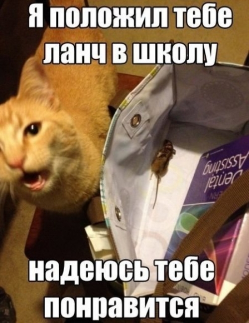 Котовторник