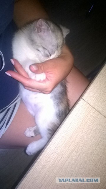 Котовторник 15-09-2015 !