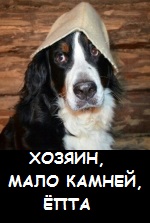Странный пес
