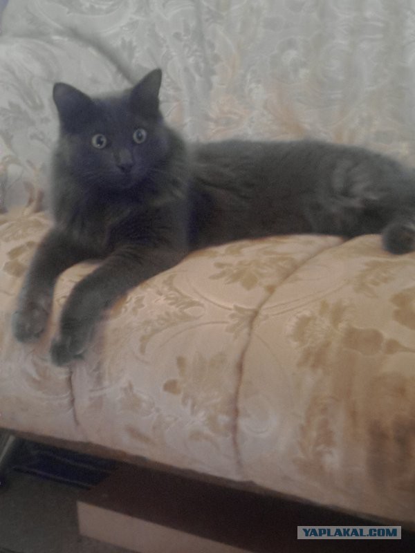 Котовторник 06.10.2015