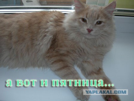 Немного веселых картинок