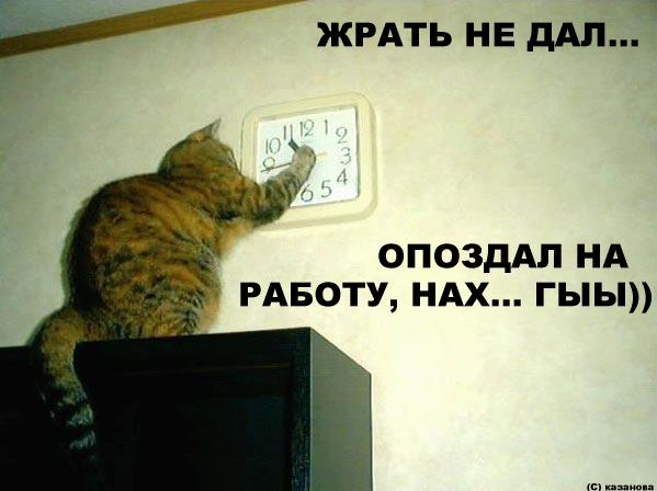 Коты, кошки, котята