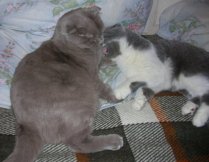 Коты, кошки, котята