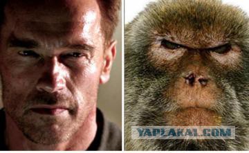 Знаменитости и их  двойники из мира животных