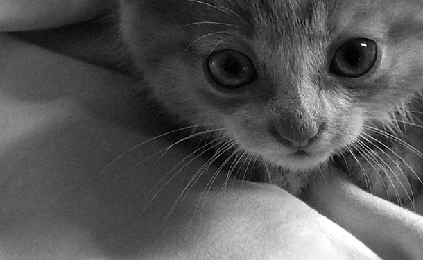 Коты, кошки, котята